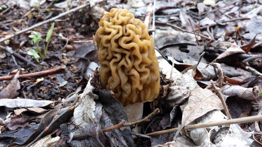Morel hunting Alberta Outdoorsmen Forum